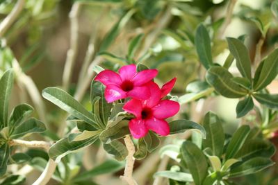 Close-up of pink flowering plant