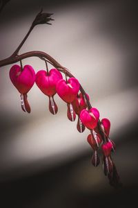 Low angle view of red flowers on branch