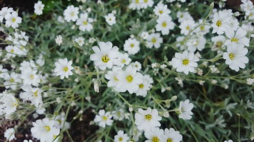 Close-up of white daisy flowers