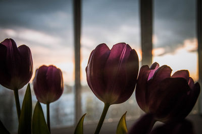 Close-up of pink tulips against sky