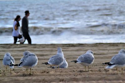 Birds perching on sand at beach