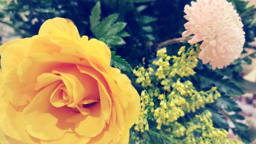 Close-up of yellow flower