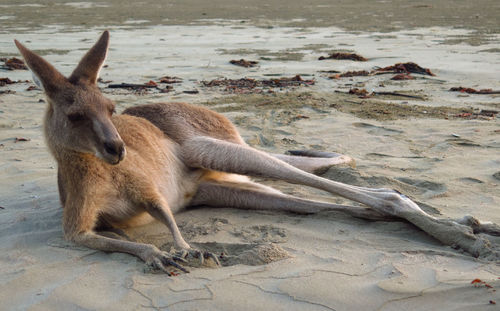 Giraffe relaxing on sand