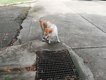 High angle view of dog standing on sidewalk