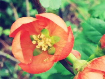 Close-up of red flower blooming outdoors