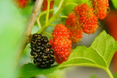 Close-up of strawberries on plant