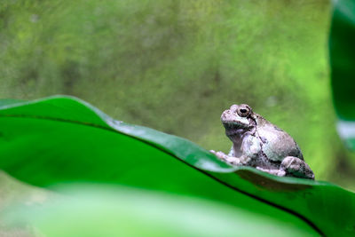 Close-up of toad on leaf