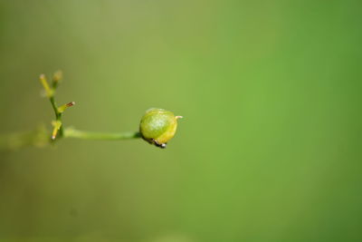 Close-up of green bud on plant