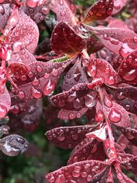 Close-up of wet red flowers