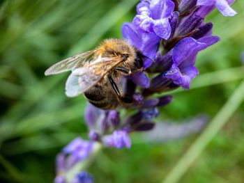Close-up of bee pollinating on purple flower