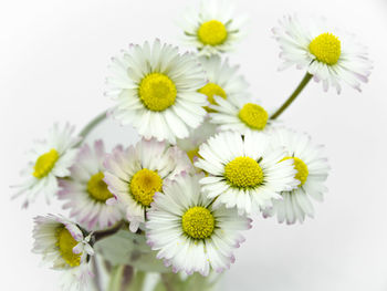 Close-up of flowers over white background