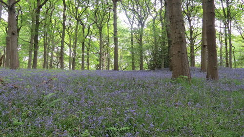 View of purple crocus flowers in forest