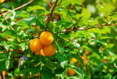 Yellow cherry plum berries on branches among green leave