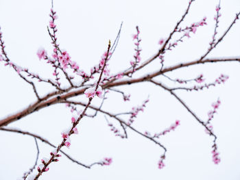 Low angle view of cherry blossom