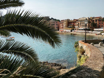 Palm trees by sea against sky in city