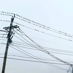 Low angle view of birds perching on power line