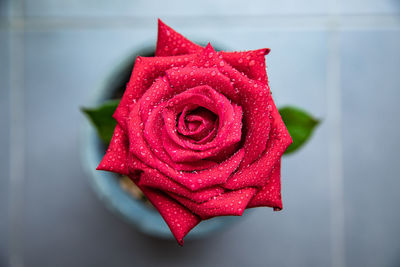 Top view of red rose with water drops on flower in pot