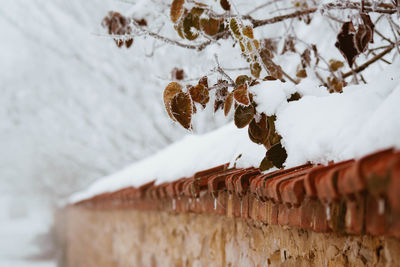 Close-up of snow on roof