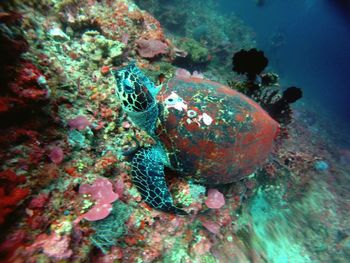 Close-up of coral in sea