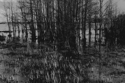 Reflection of trees in water