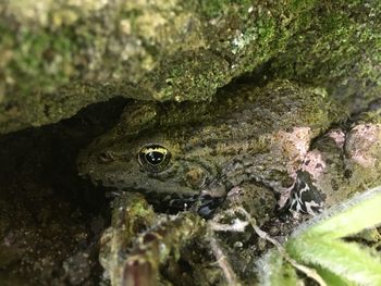 Close-up of frog in water