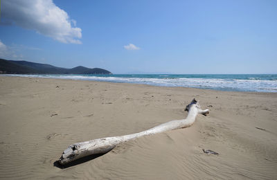 Driftwood on beach against sky