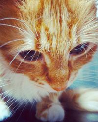 Close-up portrait of cat