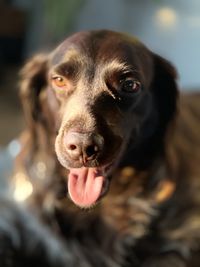 Close-up portrait of dog sticking out tongue outdoors