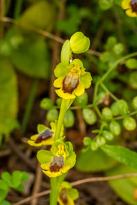 Close-up of yellow flowering plant on field