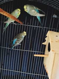 Birds perching in cage