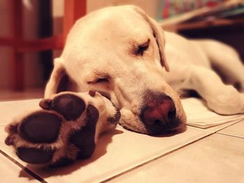 Close-up of dog sleeping on floor at home