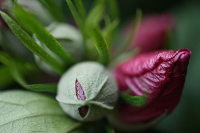 Close-up of flower bud