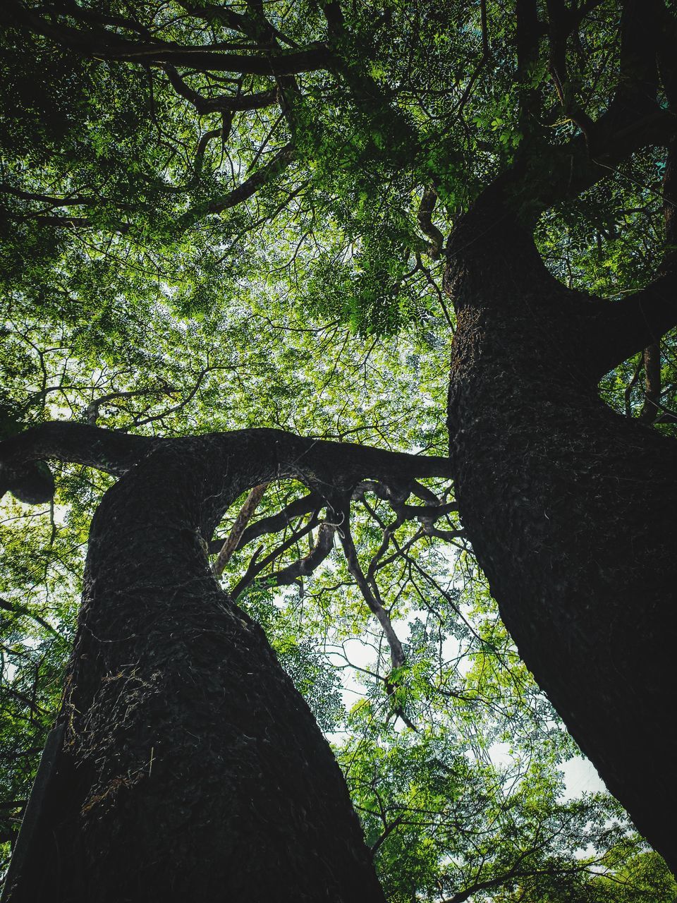 tree, plant, green, leaf, tree trunk, nature, trunk, branch, forest, sunlight, growth, low angle view, no people, beauty in nature, natural environment, woodland, day, outdoors, land, tranquility, jungle, plant part