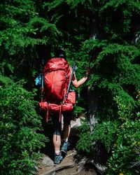 Rear view of man walking in forest