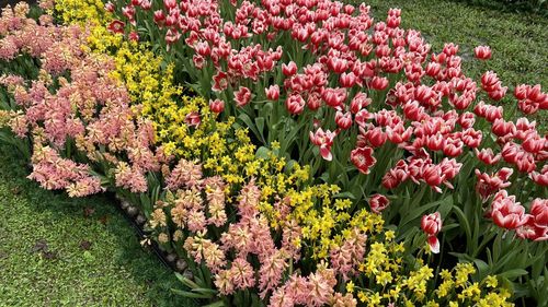 Close-up of purple flowering plants on field