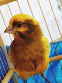 Close-up of a bird