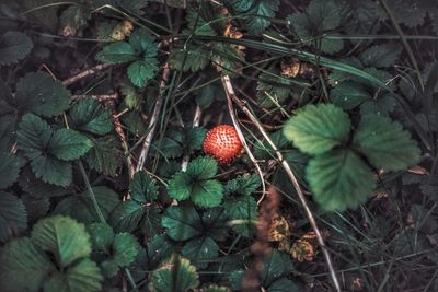 High angle view of fruits growing on field