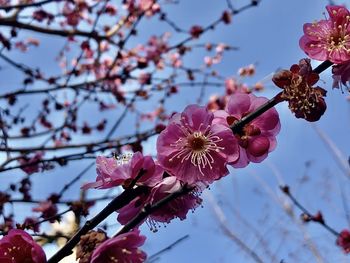 Close-up of pink cherry blossom