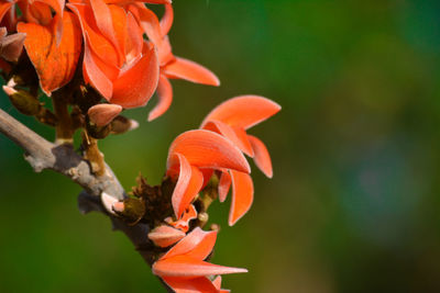 Butea monosperma or palash flower