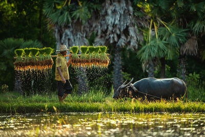 Man standing by plants in field