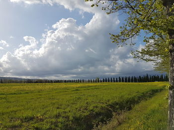 Scenic view of field against sky