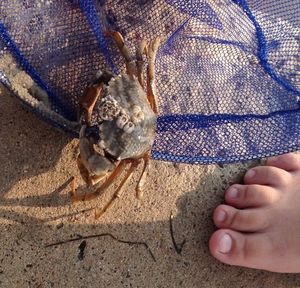 Close-up of cropped hand