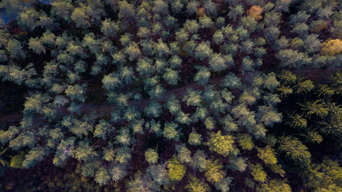 Full frame shot of trees