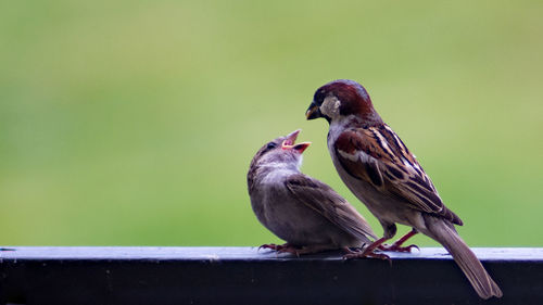 Close-up of bird perching outdoors