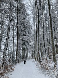 Bare trees on snow covered land during winter