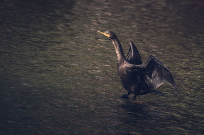 Close-up of swan on lake