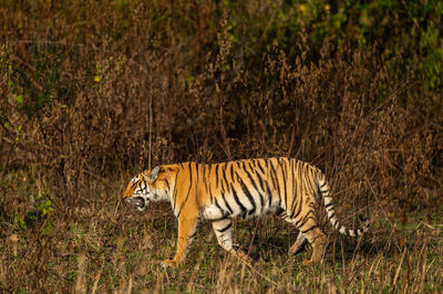 View of a cat walking on ground