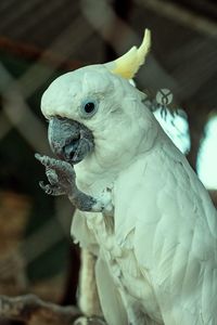 Close-up of a parrot