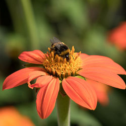 Close-up of bee pollinating on flower