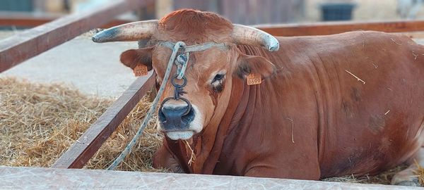 Close-up of cow